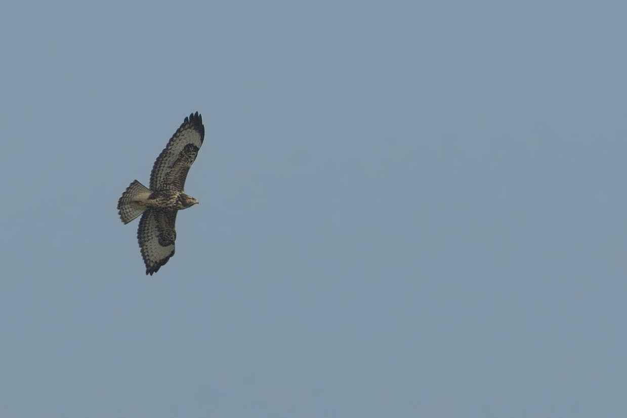 ID rapace